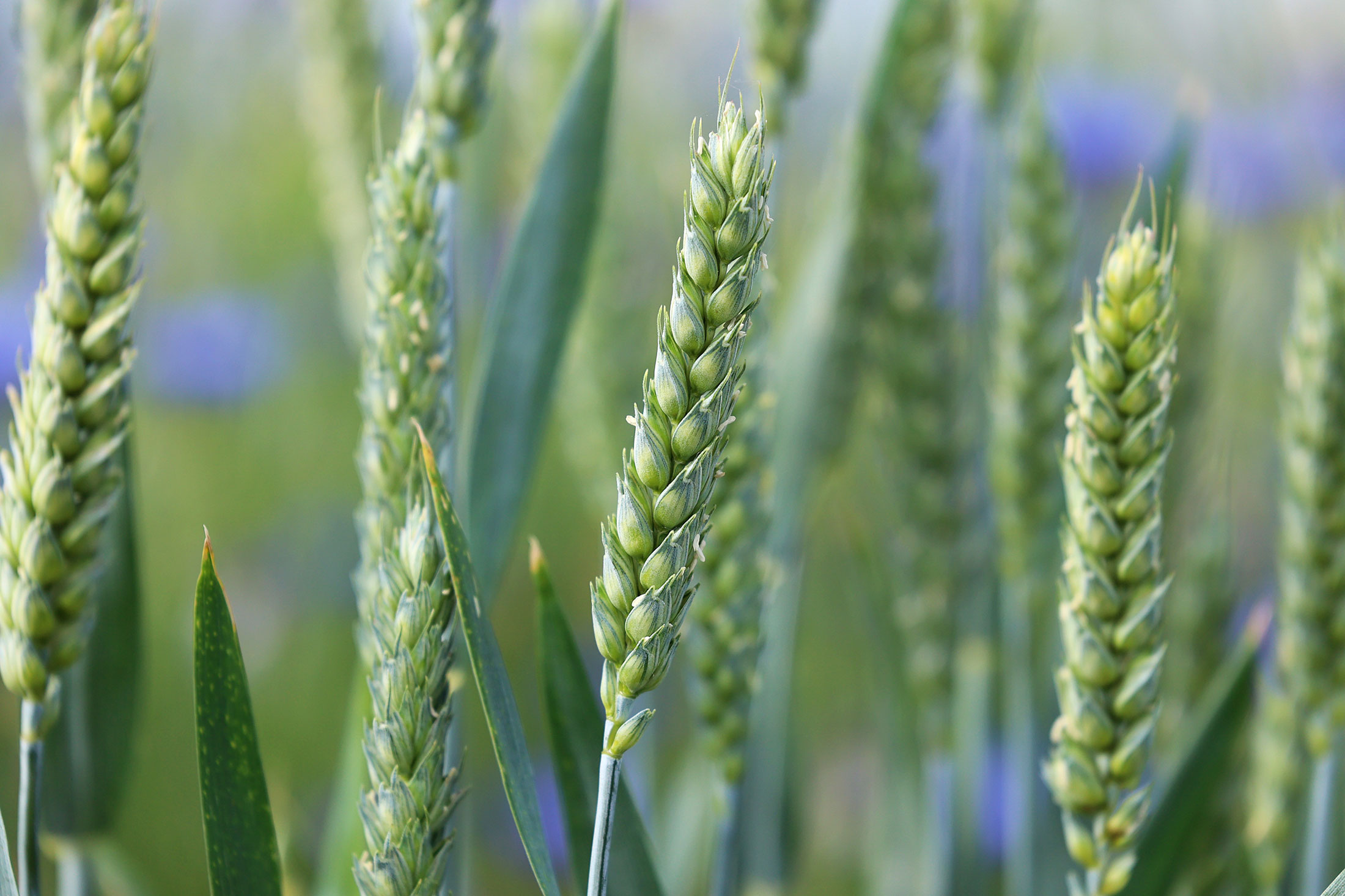 Close-up of wheat from a field in Ukraine